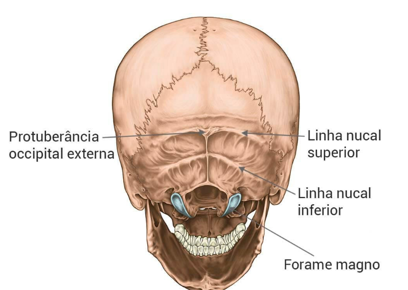 Resumo dos ossos do crânio Anatomia Humana I