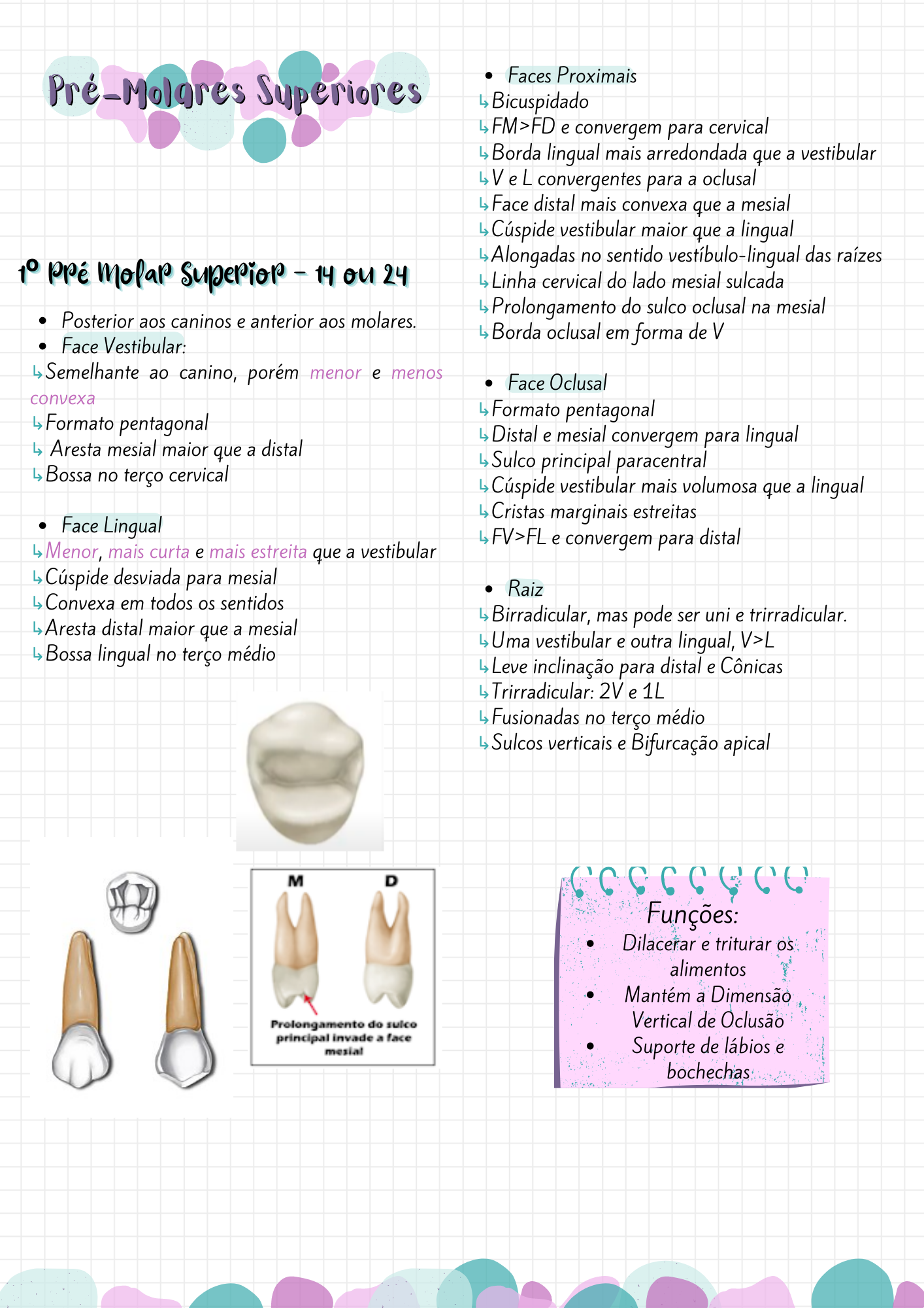 Resumo Do Primeiro Pr Molar Superior Anatomia E Escultura Dental