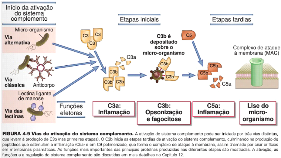 o que é sistema complemento como agem Imunologia