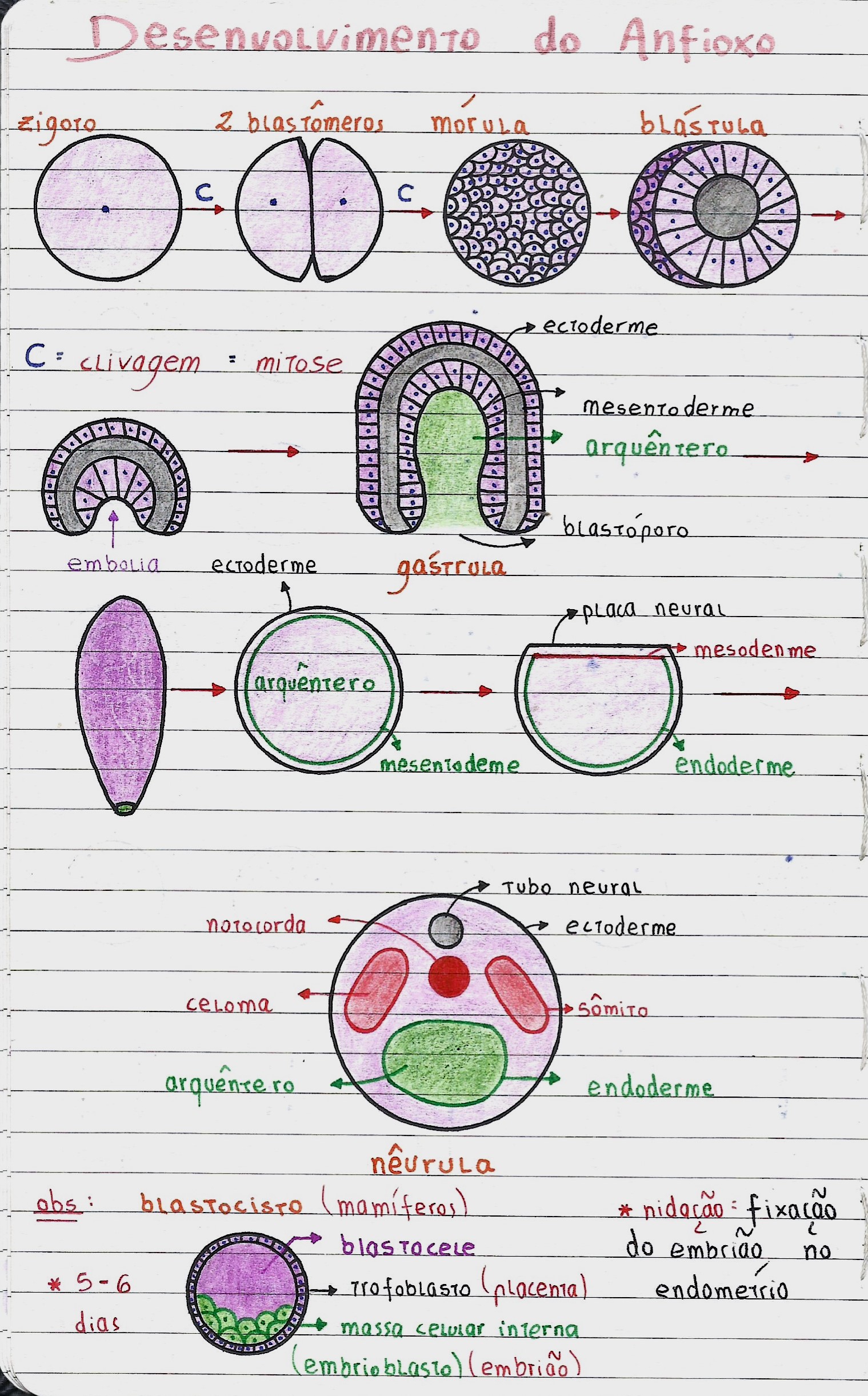 EMBRIOLOGIA - Desenvolvimento Do óvulo (anfioxo) - Biologia