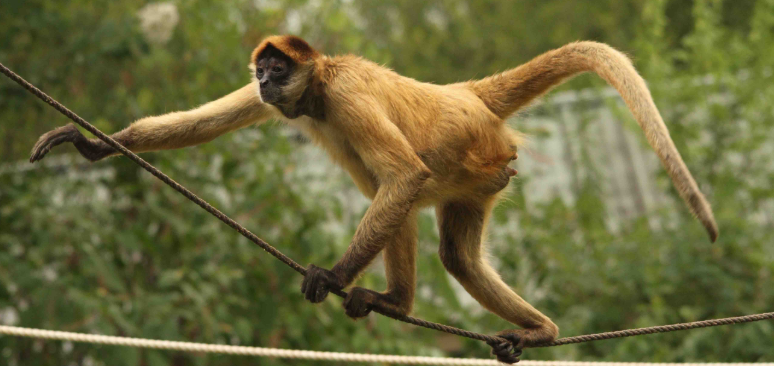 Macaco-aranha-marrom - Wikiwand