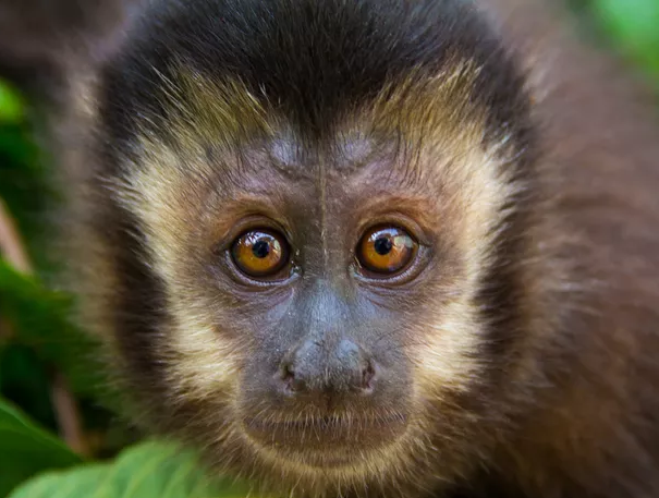 Macaco-prego, Macaco-prego (Cebus apella) na Amazônia. Alta…
