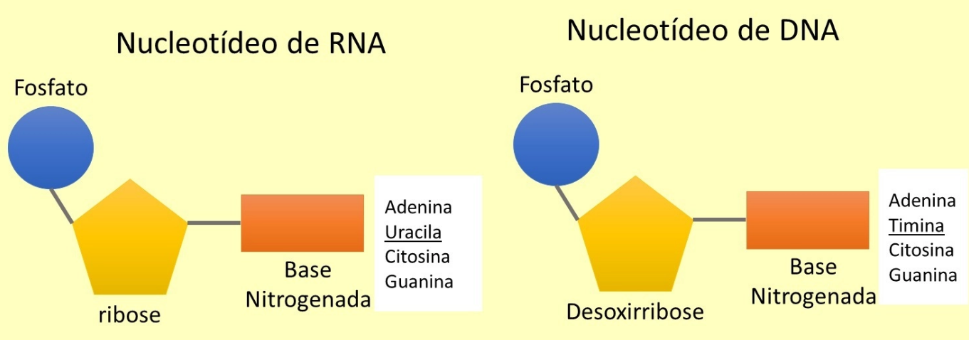 Síntese De Proteínas Biologia Geral 8104