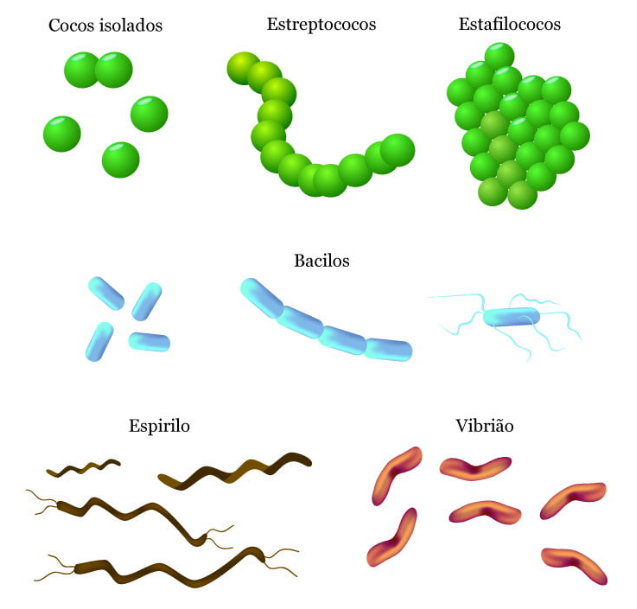 Staphylococcus Estafilococos Biologia Geral