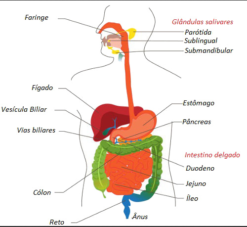 Featured image of post Imagens Dos Orgaos Do Sistema Digestorio : Amplie seus conhecimentos sobre o sistema digestório.