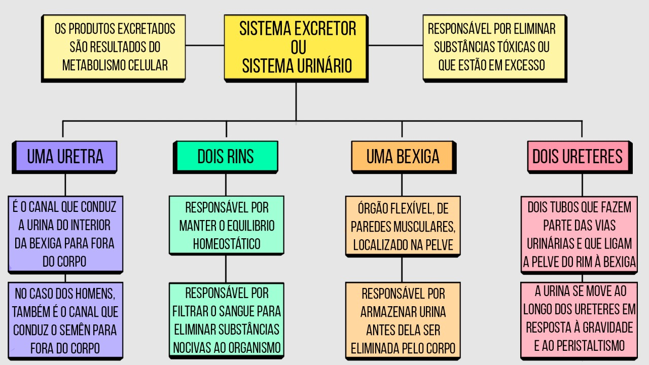 Sistema Excretor - Mapa Mental - Biologia