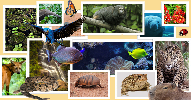 Biodiversidade - Diversidade Biológica - Biologia