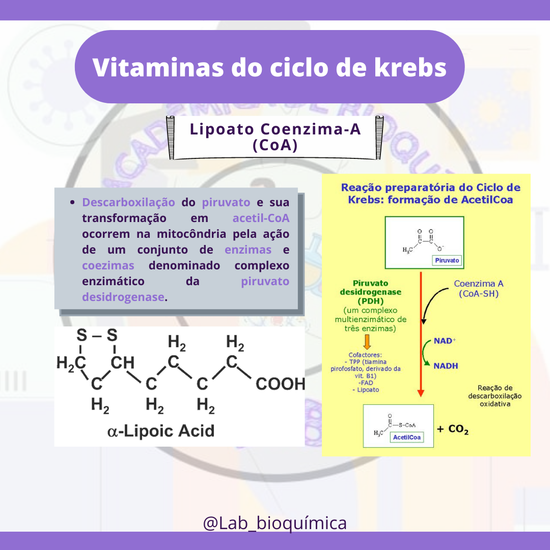 VITAMINAS E O CICLO DE KREBS Bioquimica Geral