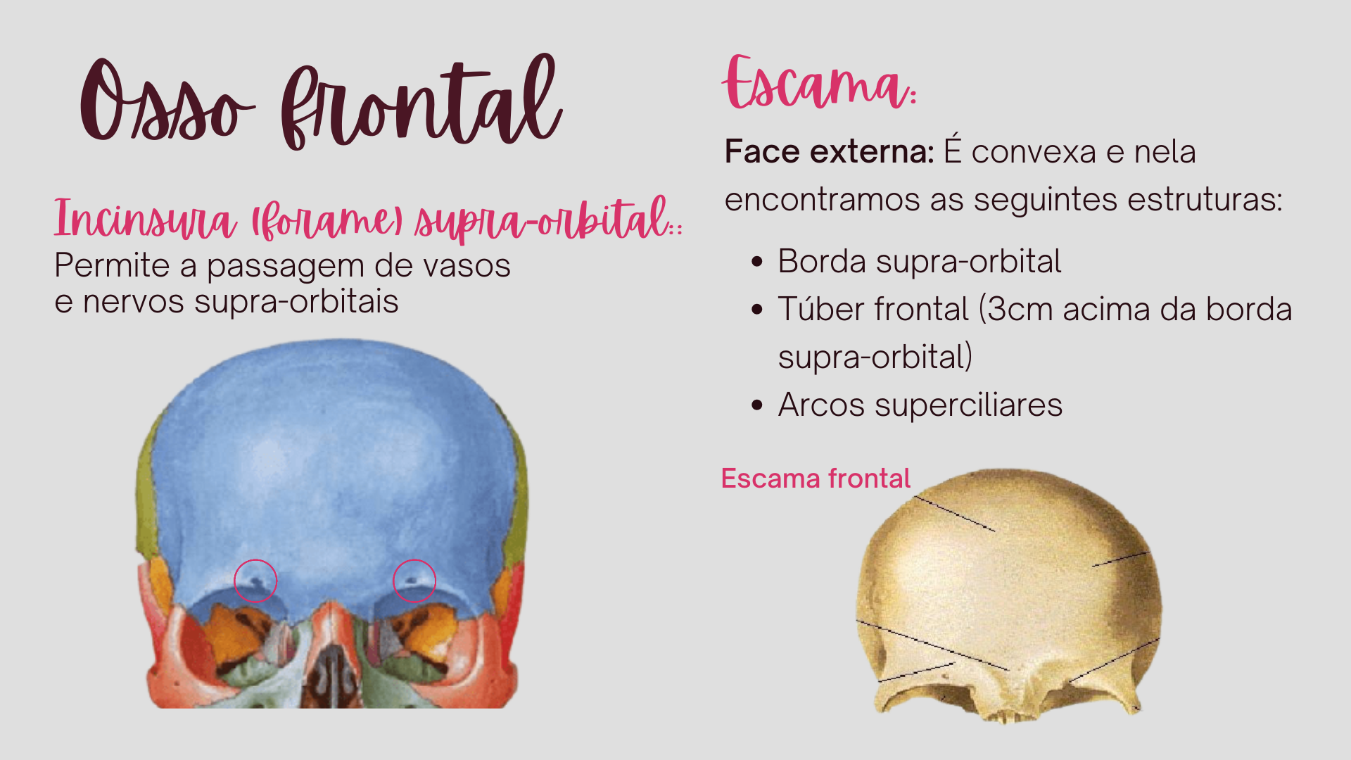 Ossos Do Crânio E Face P2 - Anatomia I