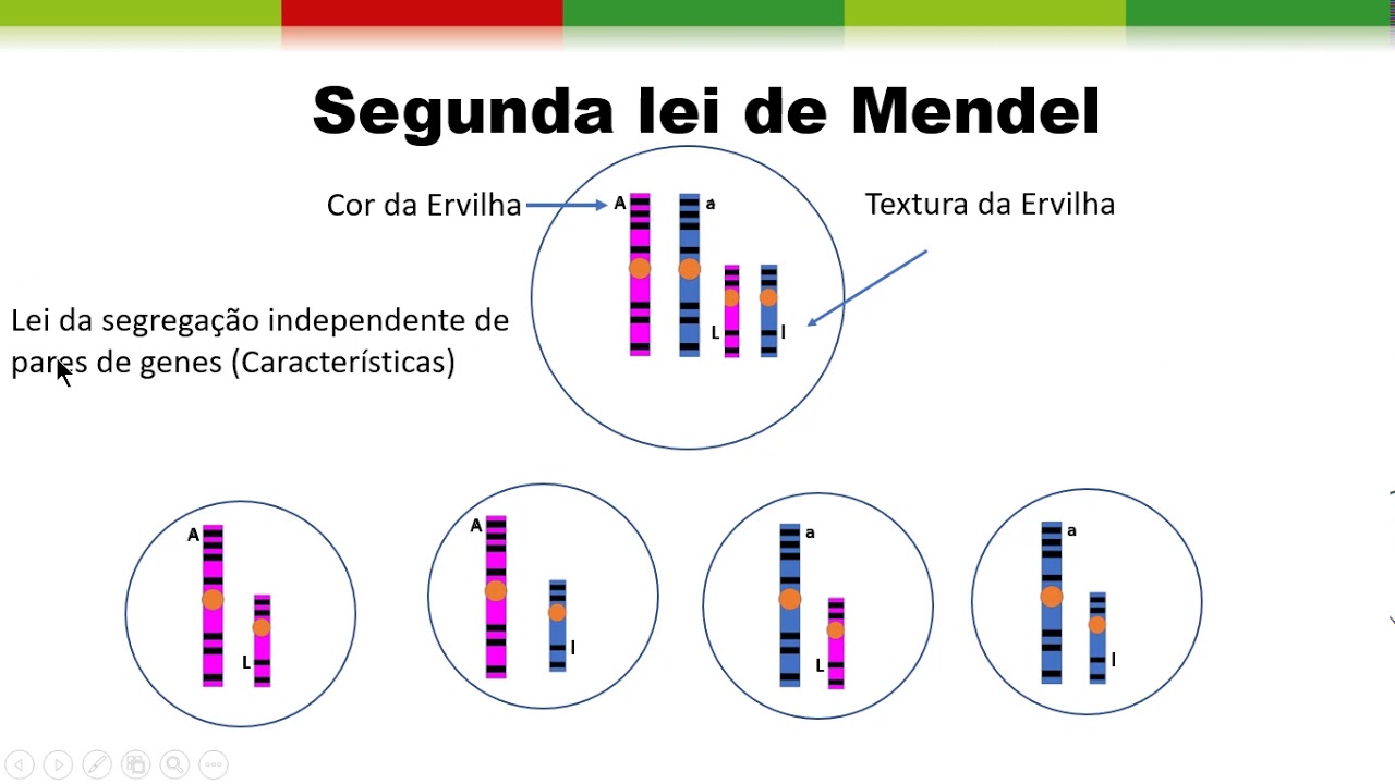 Exemplo Da Segunda Lei De Mendel