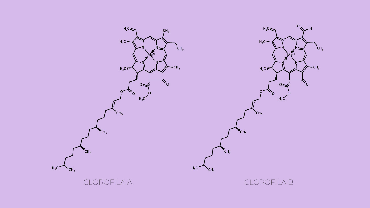 molécula de clorofila b