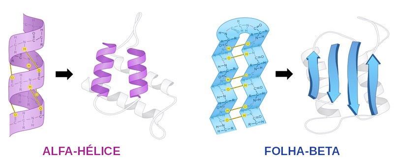 Альфа и бета структура белка. Альфа спирали и бета слои. Альфа спираль и бета структура. Бета складчатая структура белка. Альфа спираль и бета складчатость.