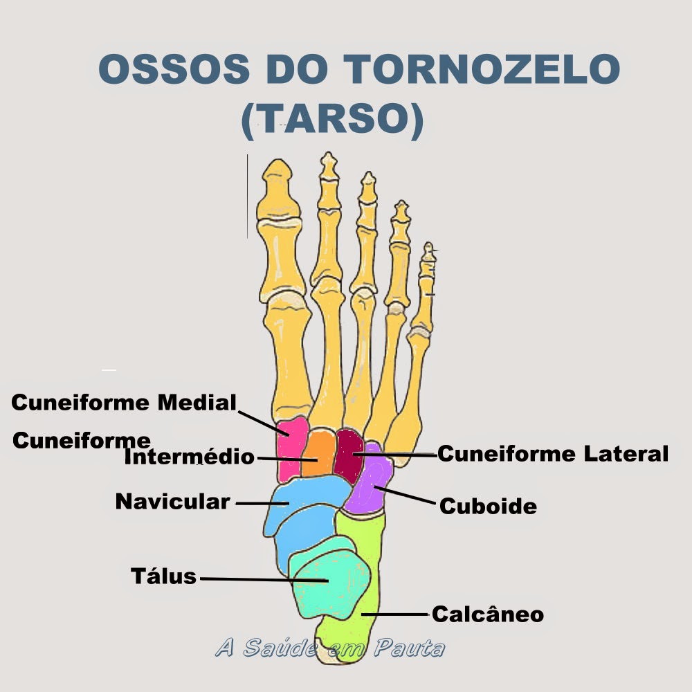 Huesos Del Tarso