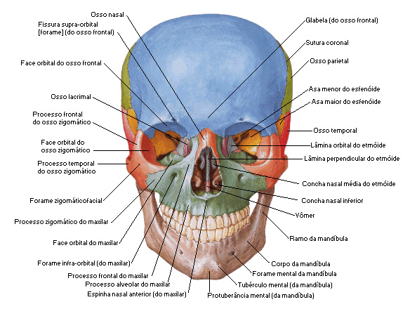 Entenda possíveis acidentes anatômicos da mandíbula