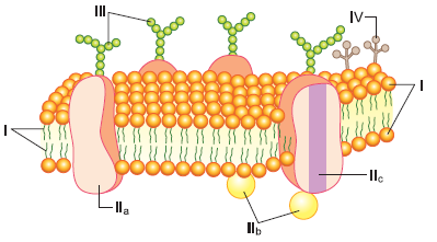 A figura a seguir representa a estrutura da membrana plasmática e outras  biomembranas intracelulares, - Biologia